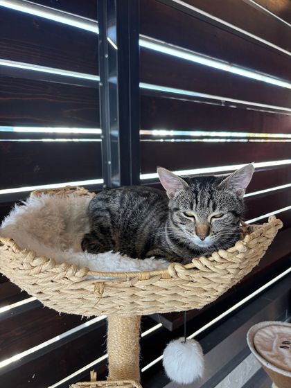 Whiskers & Wine Cat Cafe, photo 4