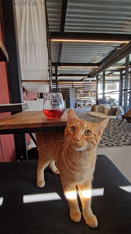 Whiskers & Wine Cat Cafe, photo 3